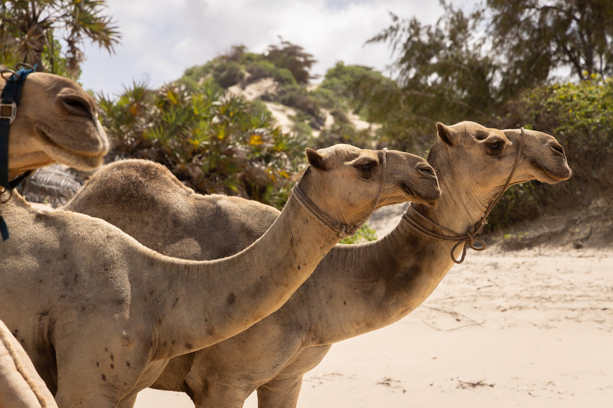 The Amani Collection: A Love Letter to Lamu